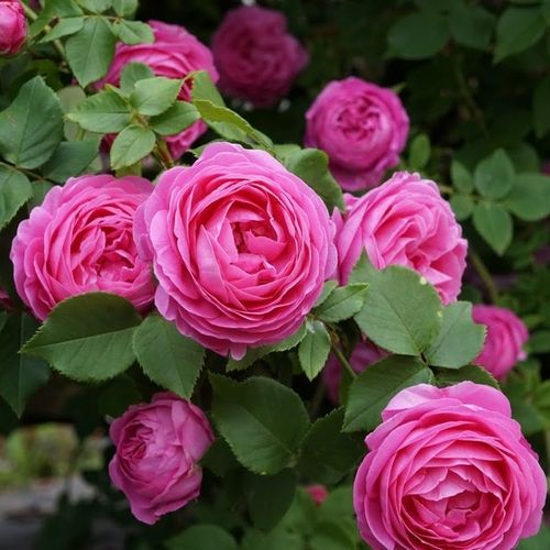 Rosa  Louise Odier - różowy  - Róże pienne - z kwiatami róży angielskiej - korona krzaczasta